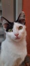 A white and black catÃ¢â¬â¢s close-up, with yellow eyes, outdoor and looking at the camera.